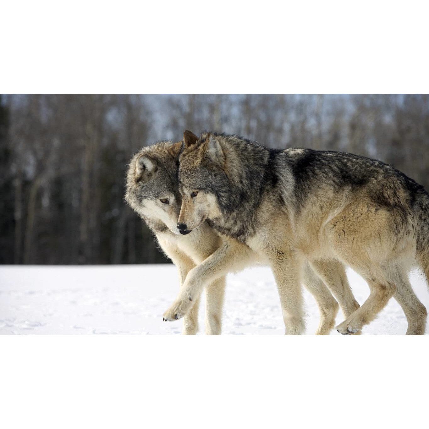 Tablou canvas 75x50 cm, Animale model 601