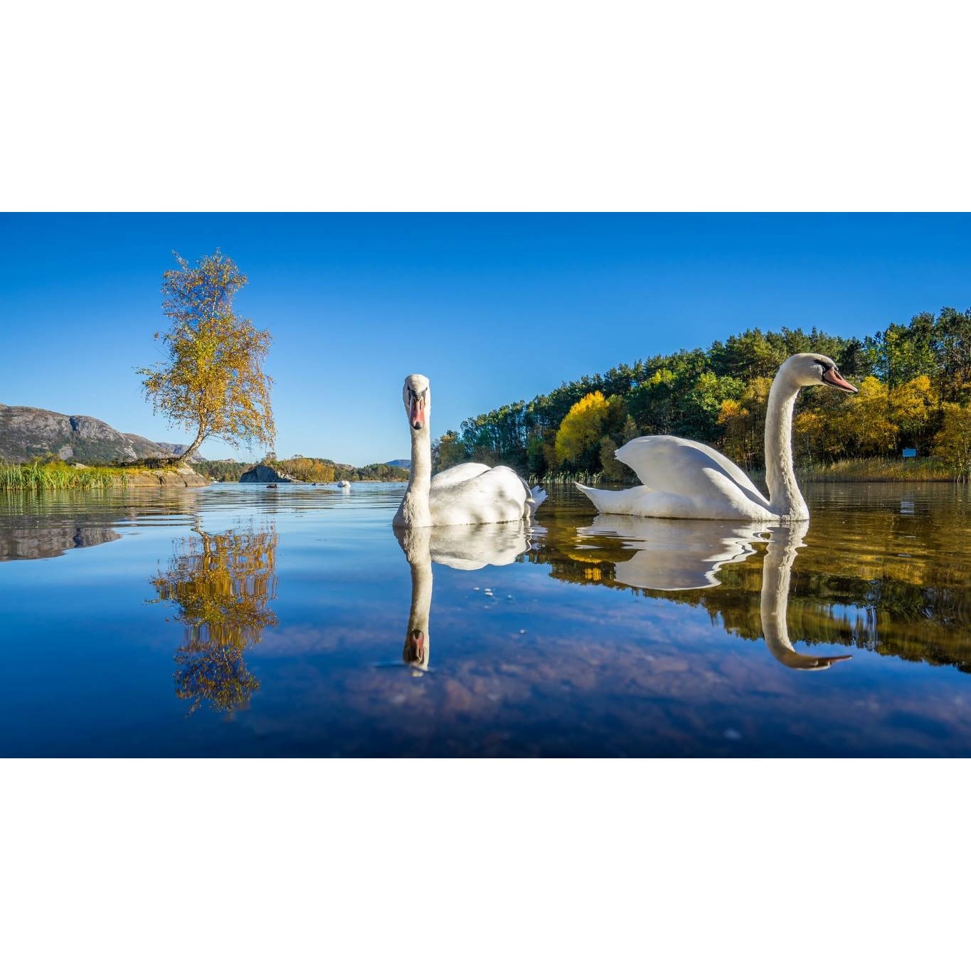 Tablou canvas 90x50 cm, Animale model 604