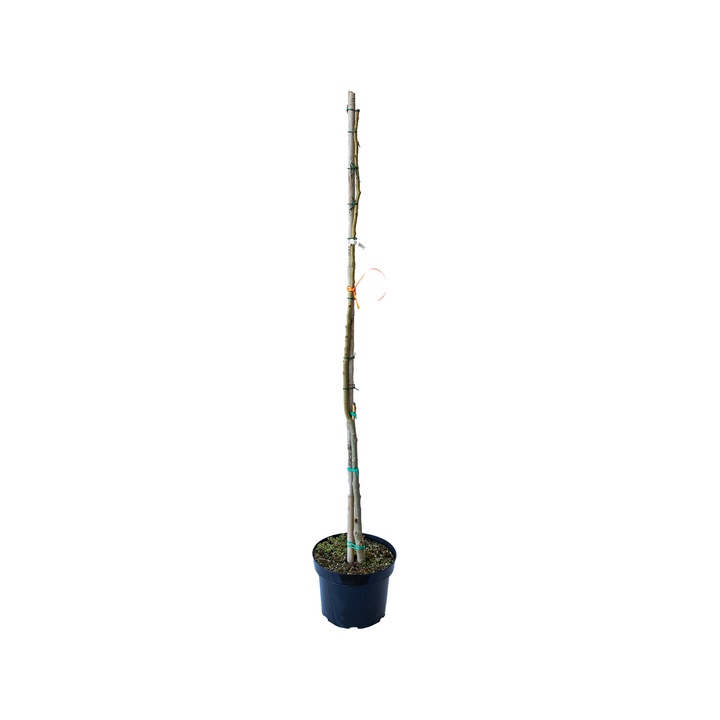 Arbore de Matase Albizia Julibrissin, ghiveci 10 L, 100-120 cm