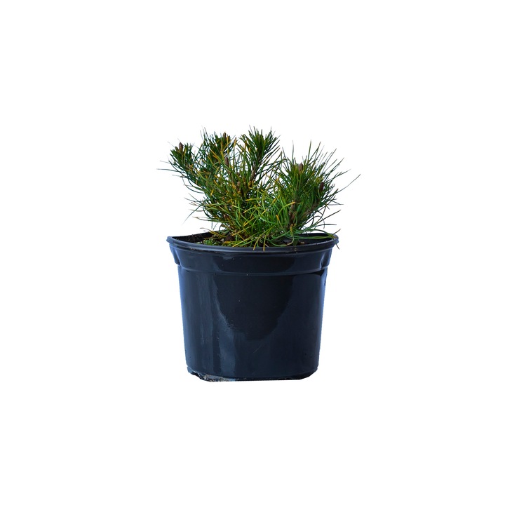 Jneapan, (Pinus mugo pumilio) Ghiveci 3 litri 25-30 cm