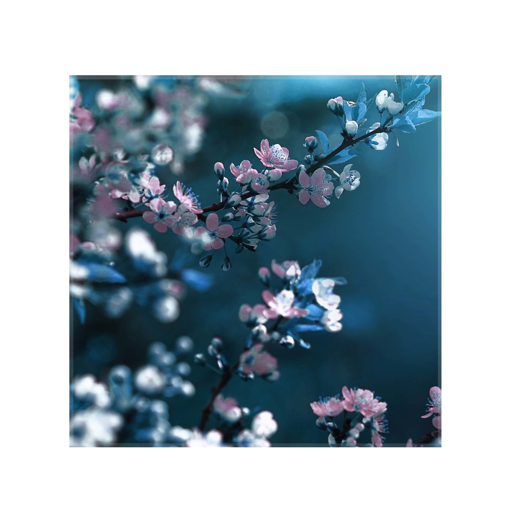 Sticla bucatarie securizata Saint Gobain Glass®, imprimata 65x65cm, protectie antistropire pentru aragaz, Ambra Deco, Flori Cires-fundal albastru
