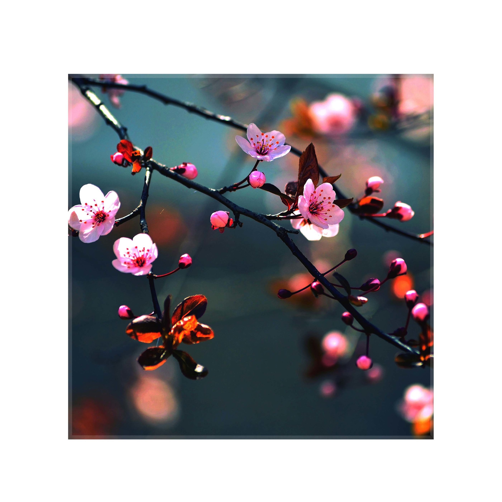 Sticla bucatarie securizata Saint Gobain Glass®, imprimata 65x65cm, protectie antistropire pentru aragaz, Ambra Deco, Flori Cires 2