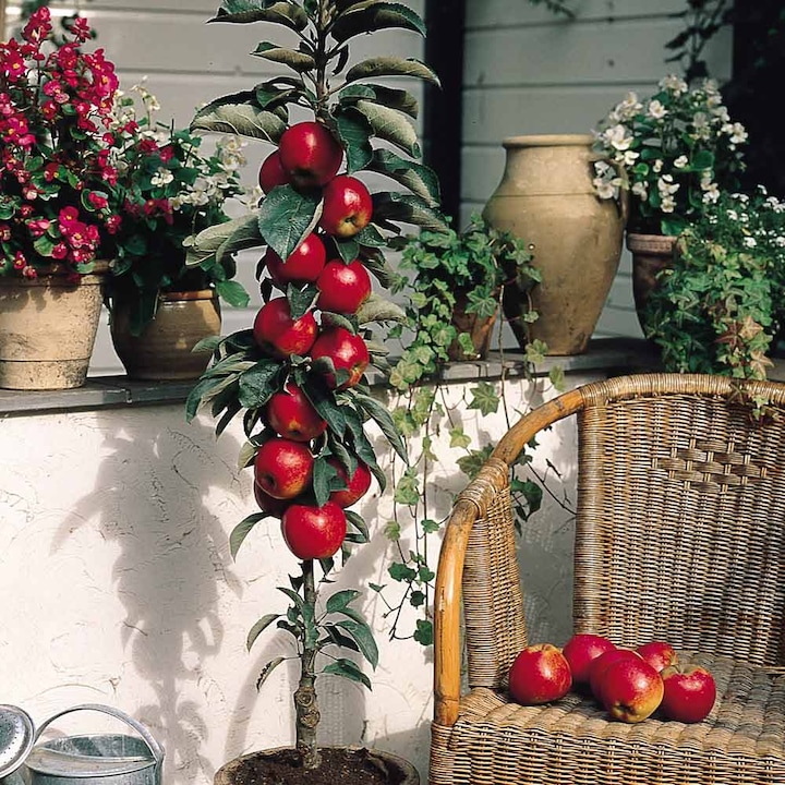 Mar Pitic Columnar Colona Rosa, Butasi 11L turba, inaltime 60-80 cm