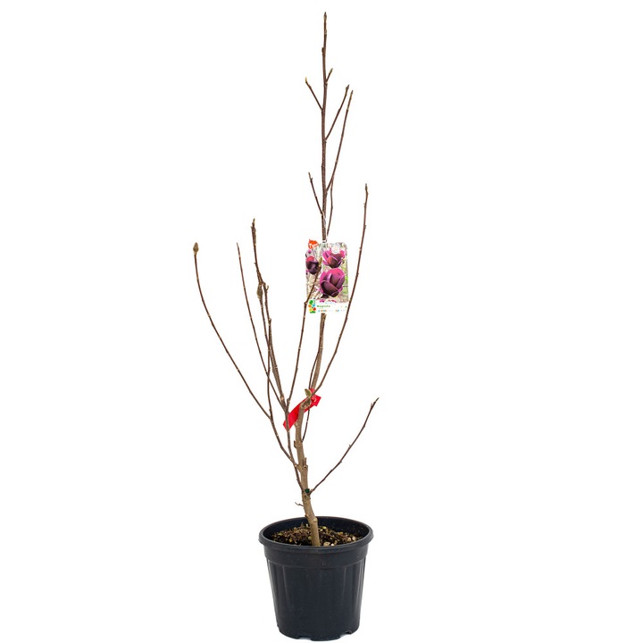 Magnolia Genie Ghiveci 9 Litri Inaltime 130-150 cm
