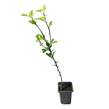 Lamai rezistenti la ger , Poncirus Trifoliata anul 1 , rezista pana la -20°C , inaltime 20-30 cm Lamai rezistenti la ger , Poncirus Trifoliata anul 1 , rezista pana la -20°C , inaltime 20-30 cm