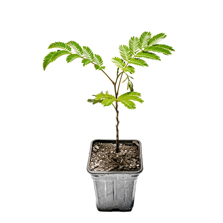 Albitia - Arborele de matase Persan - Mimosa ( Albizia julibrissin ) , ghiveci p9 , inaltime 20-30 cm