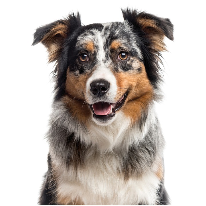 Hrana umeda pentru caini Life Ton si Orez, 3 x 400 g