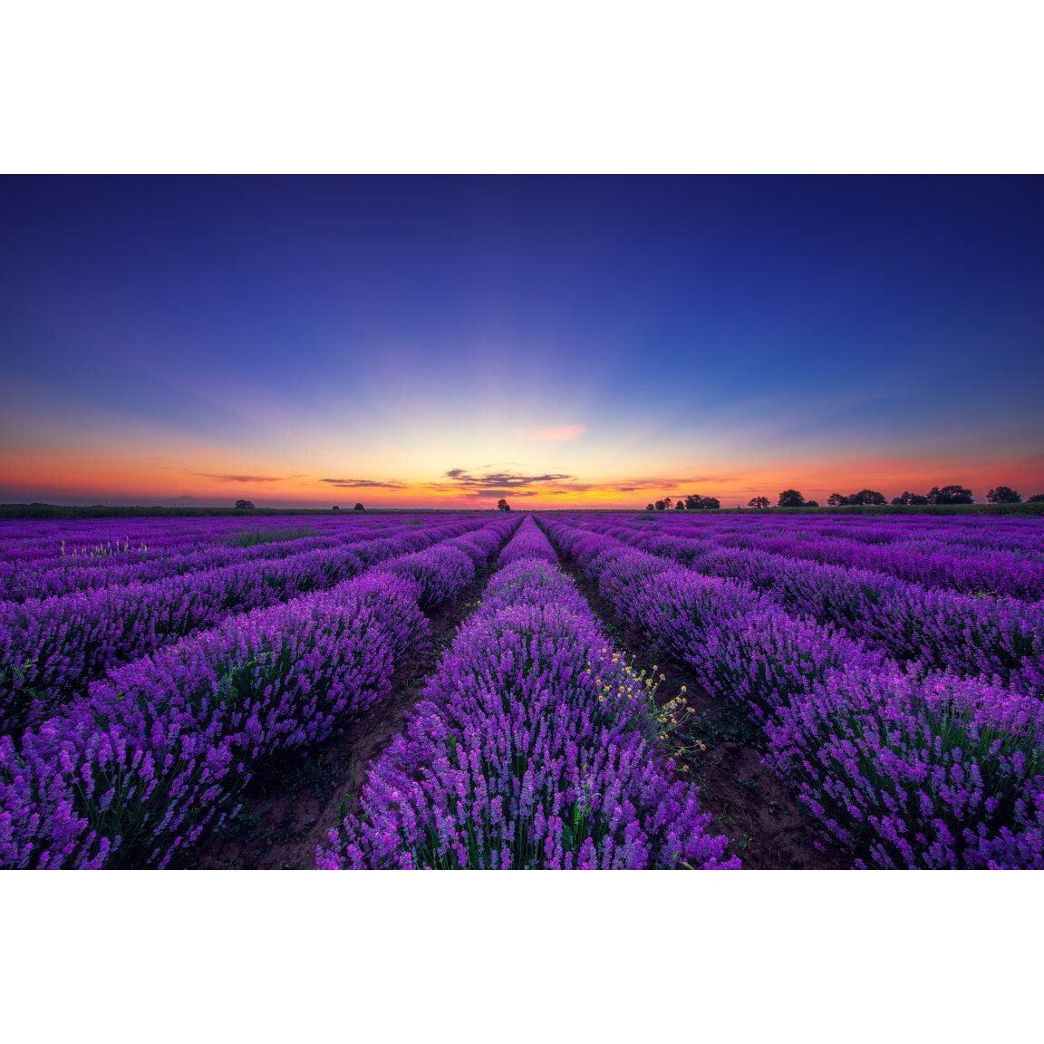 Tablou canvas Camp lavanda nesfarsit, rasarit de soare, 75 x 50 cm