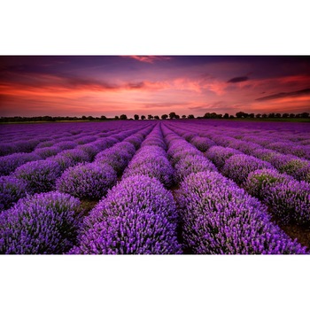 Tablou canvas Camp de lavanda in apus de soare, 75 x 50 cm Tablou canvas Camp de lavanda in apus de soare, 75 x 50 cm