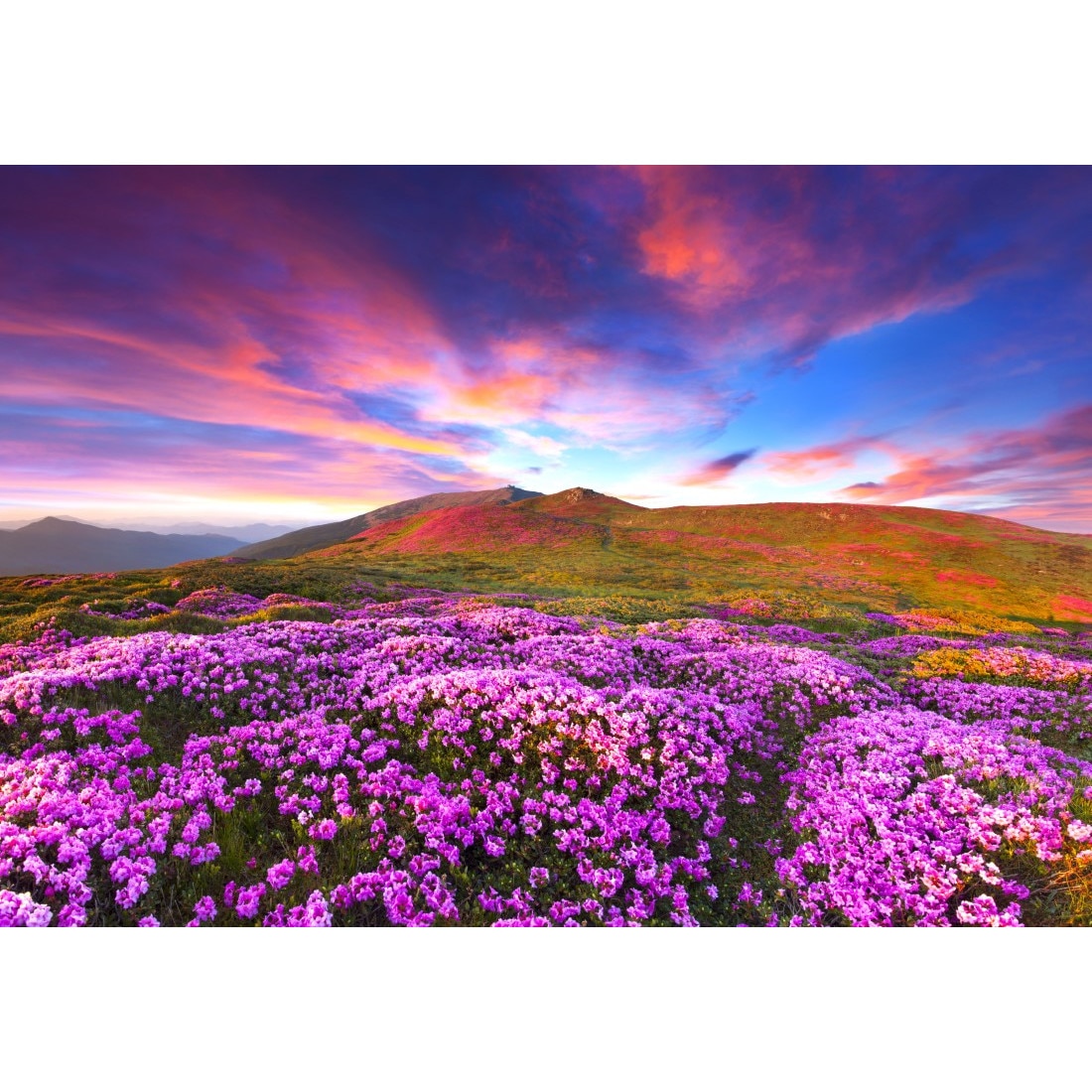Fototapet Flori de rhododendron in apus de soare, 270 x 200 cm