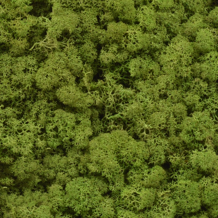 Licheni naturali 500gr verde mediu