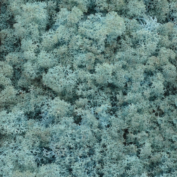 Licheni naturali 500gr bleo aquamarine