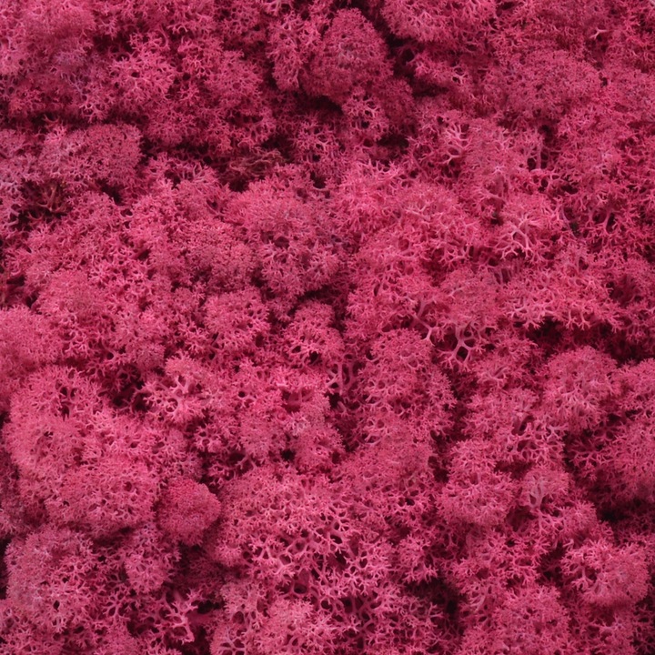 Licheni naturali 500gr erica siclam