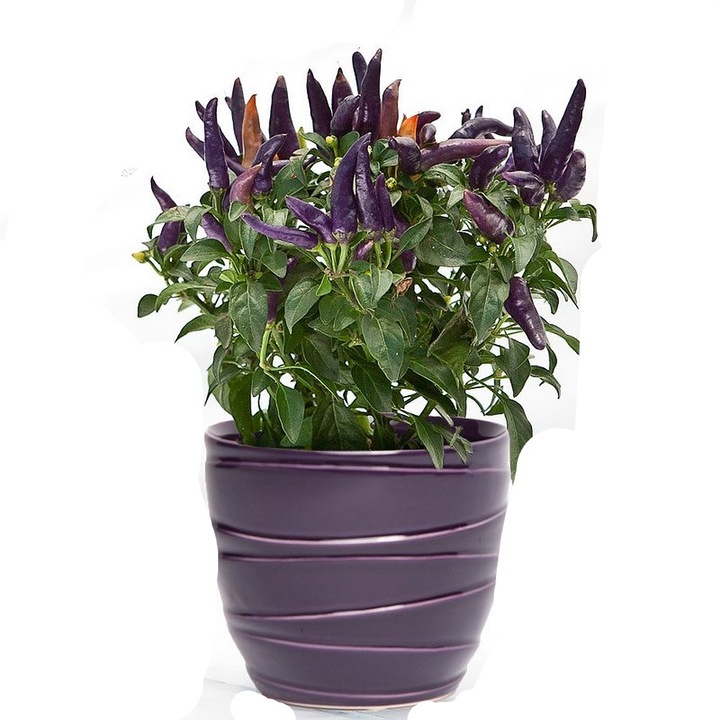 Ardei iute Black Royal, Gradina cu Arome