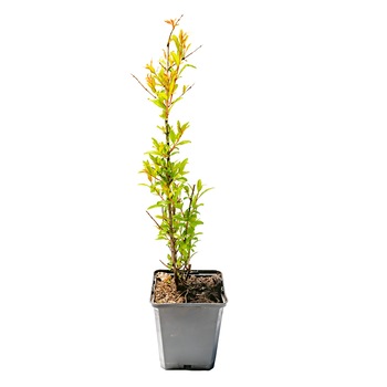 Rodiu - Punica Granatum , ghiveci p9, rezista pana la -15°C , inaltime 20-30 cm Rodiu - Punica Granatum , ghiveci p9, rezista pana la -15°C , inaltime 20-30 cm