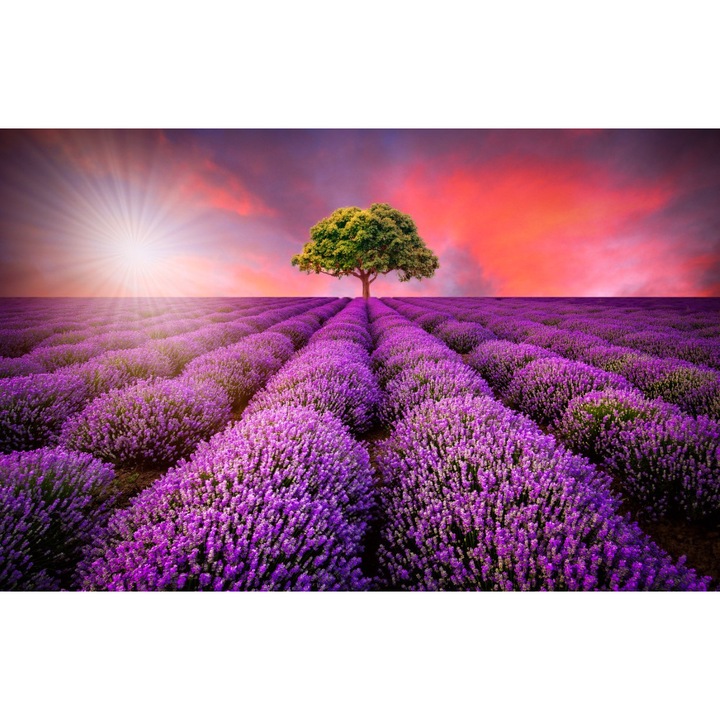 Fototapet Camp de lavanda, vara, apus de soare, 300 x 200 cm