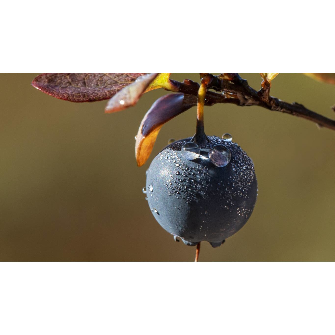 Tablou canvas 50x35 cm, Mancare & Bautura model 59