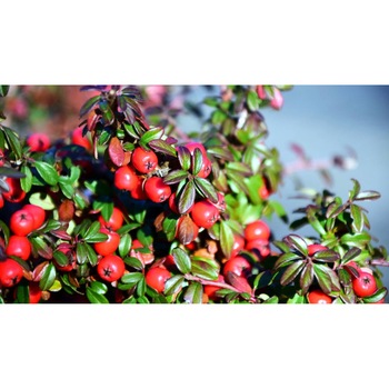 Tablou canvas 50x35 cm, Mancare & Bautura model 83 Tablou canvas 50x35 cm, Mancare & Bautura model 83