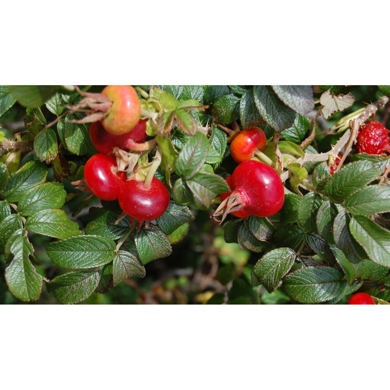 Tablou canvas 50x35 cm, Mancare & Bautura model 79