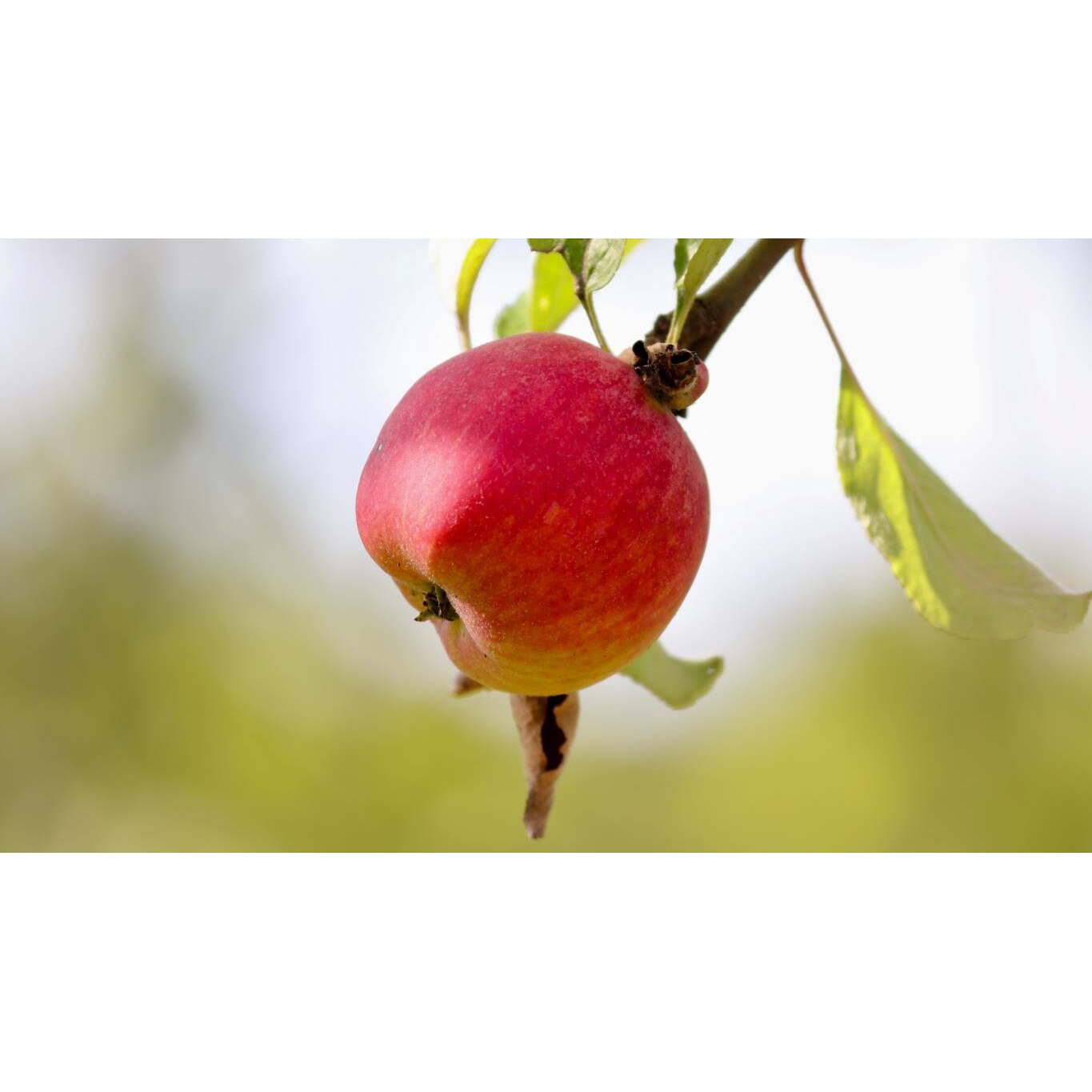 Tablou canvas 75x50 cm, Mancare si Bautura model 56