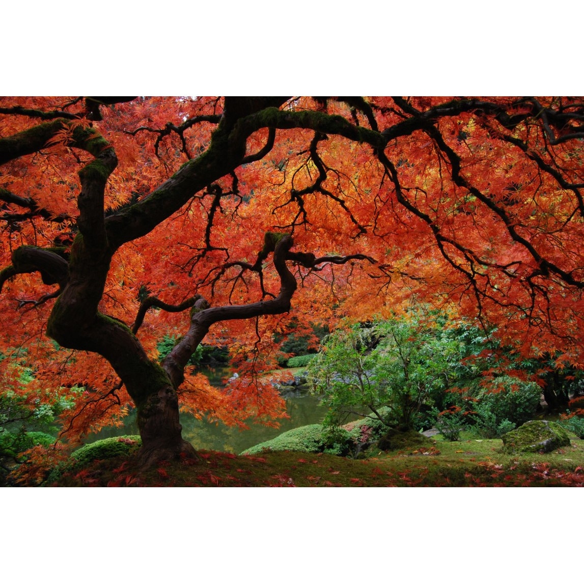Tablou canvas Pom cu frunze de foc, gradina japoneza, 45 x 30 cm