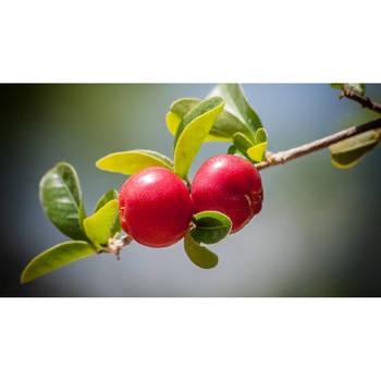 Tablou canvas 75x50 cm, Mancare si Bautura model 255 Tablou canvas 75x50 cm, Mancare si Bautura model 255