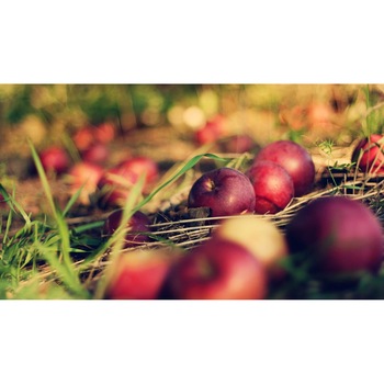 Tablou canvas 75x50 cm, Mancare si Bautura model 302 Tablou canvas 75x50 cm, Mancare si Bautura model 302