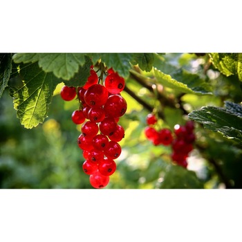 Tablou canvas 90x50 cm, Mancare si Bautura model 325 Tablou canvas 90x50 cm, Mancare si Bautura model 325