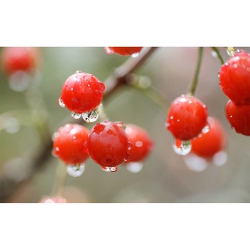 Tablou canvas 90x50 cm, Mancare si Bautura model 355 Tablou canvas 90x50 cm, Mancare si Bautura model 355