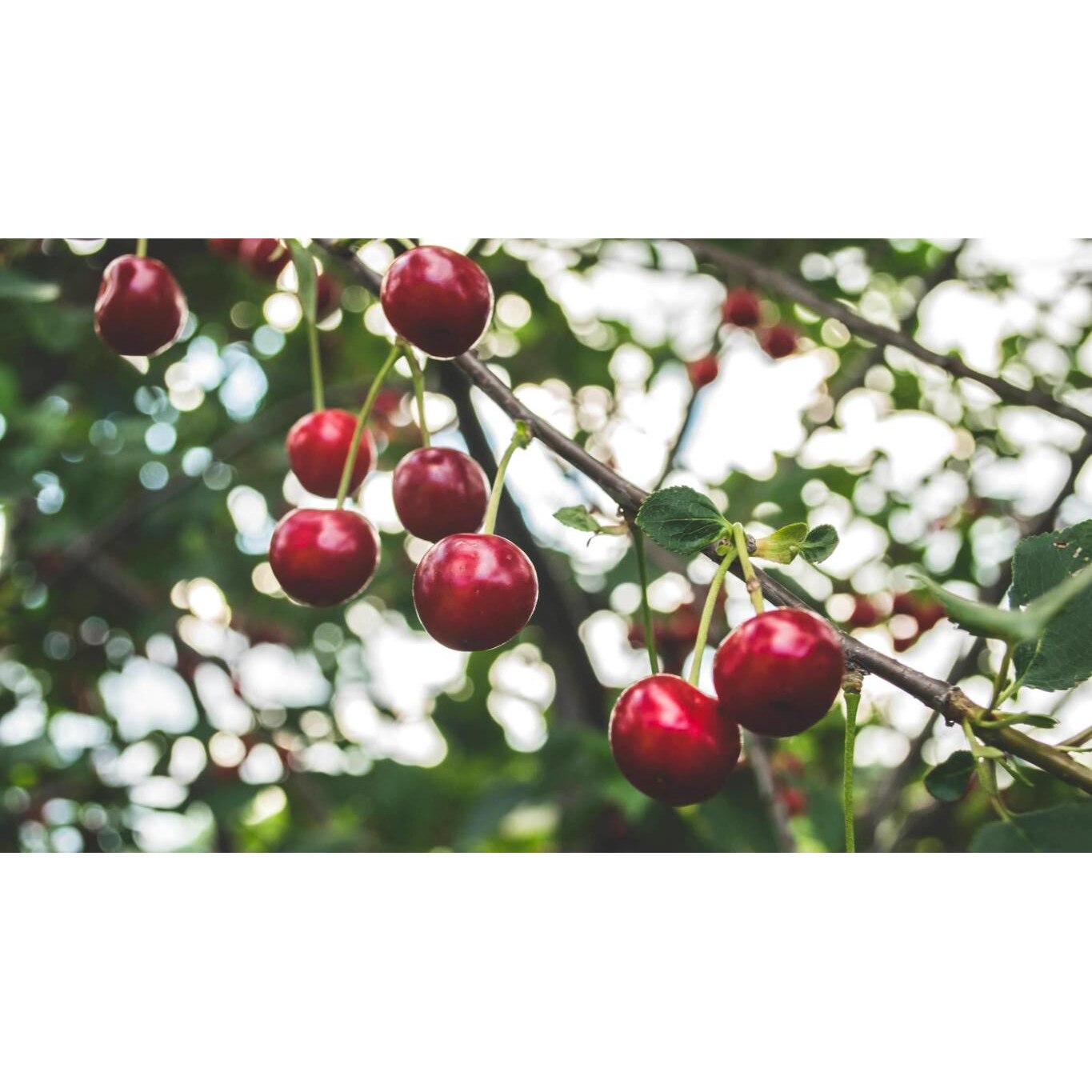 Tablou canvas 75x50 cm, Mancare si Bautura model 380