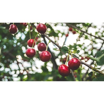 Tablou canvas 90x50 cm, Mancare si Bautura model 380 Tablou canvas 90x50 cm, Mancare si Bautura model 380