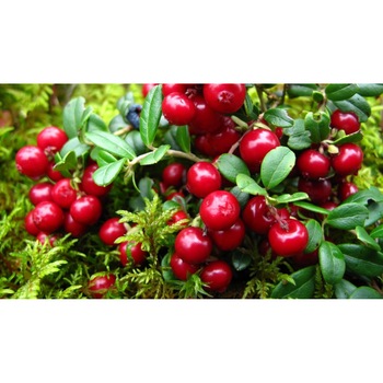 Tablou canvas 90x50 cm, Mancare si Bautura model 324 Tablou canvas 90x50 cm, Mancare si Bautura model 324