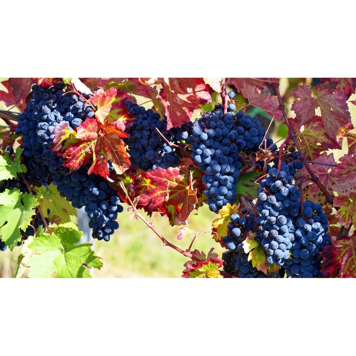 Tablou canvas 40x30 cm, Mancare si Bautura model 373