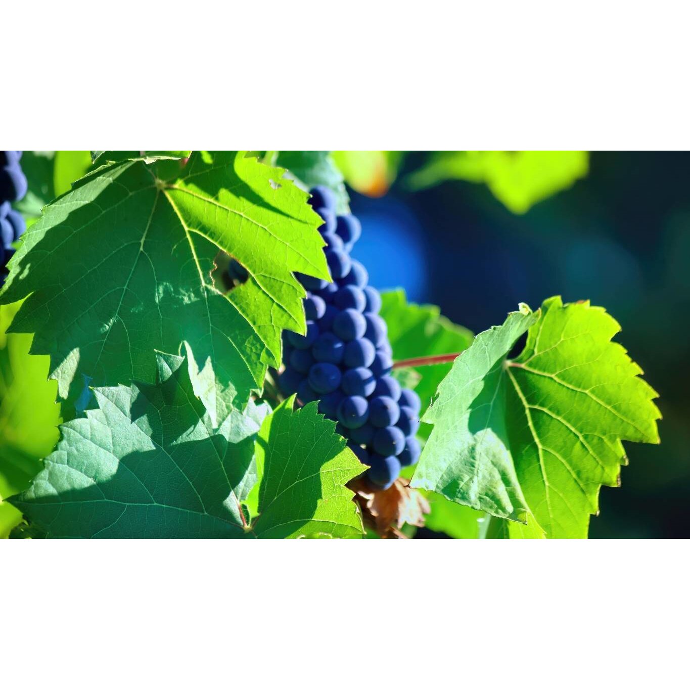 Tablou canvas 50x35 cm, Mancare & Bautura model 387