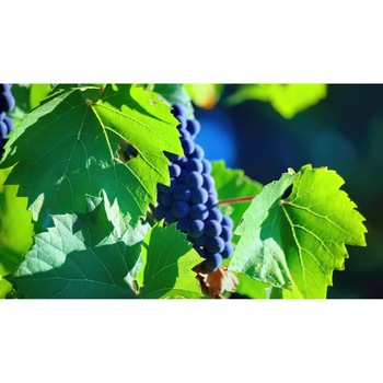 Tablou canvas 50x35 cm, Mancare & Bautura model 387 Tablou canvas 50x35 cm, Mancare & Bautura model 387