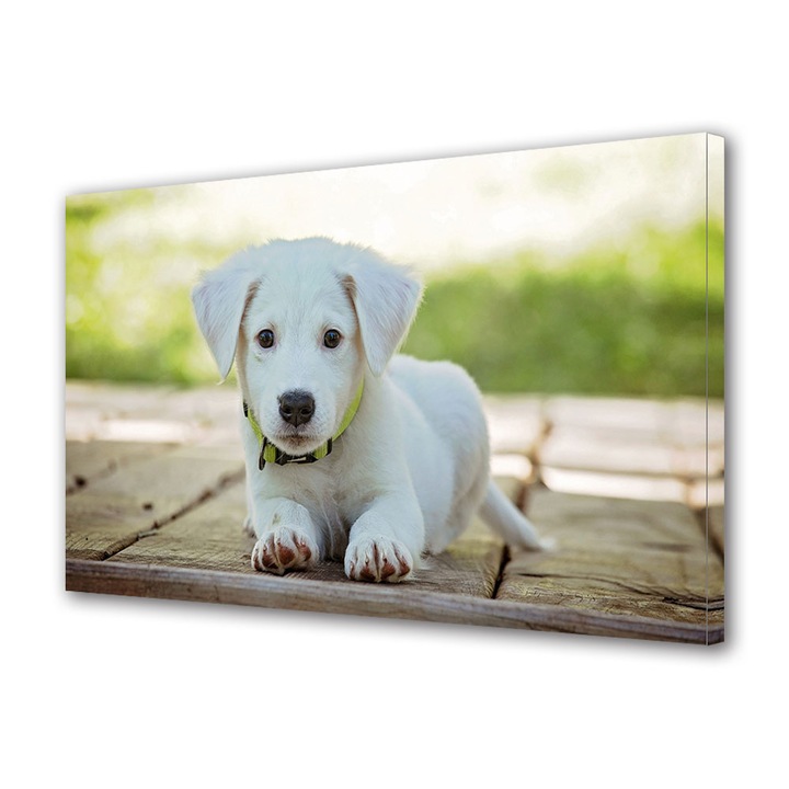 Tablou Canvas Premium, Art Star, Catelus alb, Animale, Panza pe cadru de lemn, Decoratiuni Moderne pentru Casa, 20 x 30 cm