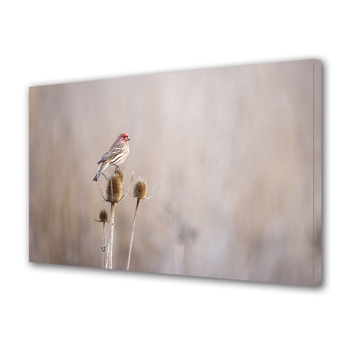 Tablou Canvas Premium, Art Star, Pasare mica in prim plan, Animale, Panza pe cadru de lemn, Decoratiuni Moderne pentru Casa, 20 x 30 cm
