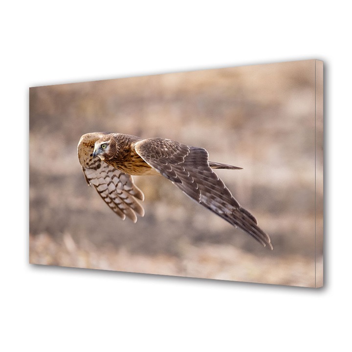 Tablou Canvas Premium, Art Star, Pasare rapitoare la vanatoare, Animale, Panza pe cadru de lemn, Decoratiuni Moderne pentru Casa, 20 x 30 cm