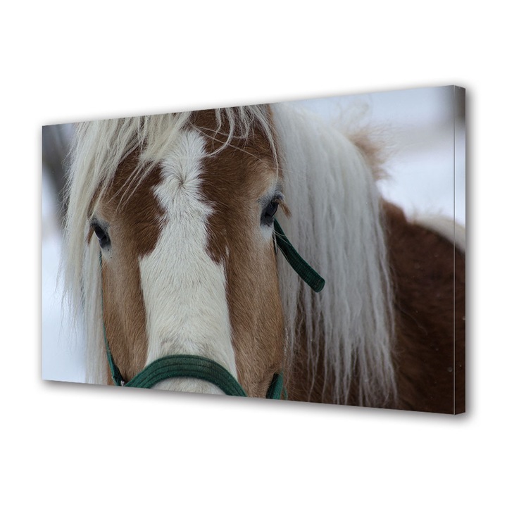 Tablou Canvas Premium, Art Star, Cal fotografiat de aproape, Animale, Panza pe cadru de lemn, Decoratiuni Moderne pentru Casa, 20 x 30 cm