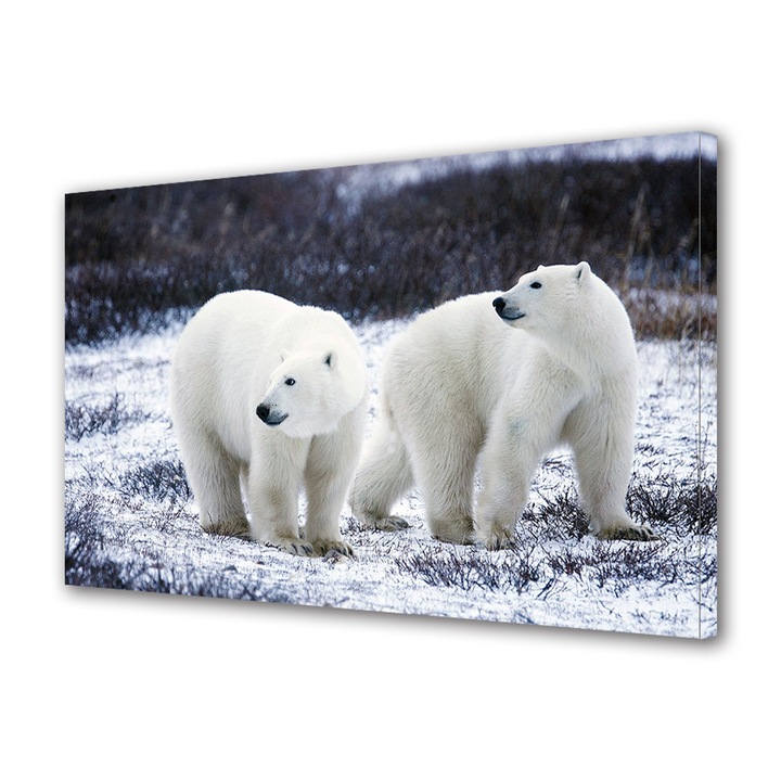 Tablou Canvas Premium, Art Star, Ursi polari privind in zare, Animale, Panza pe cadru de lemn, Decoratiuni Moderne pentru Casa, 50 x 70 cm