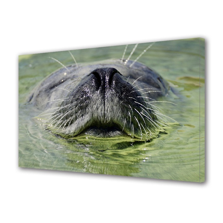 Tablou Canvas Fosforescent, Luminos in Intuneric, Premium, Art Star, Foca close-up, Animale, Panza pe cadru de lemn, Decoratiuni Moderne pentru Casa, 50 x 70 cm