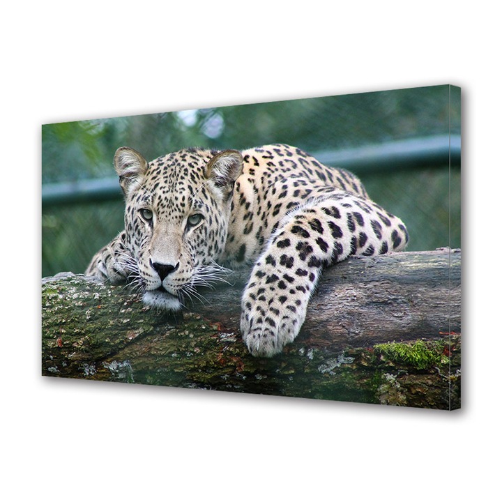 Tablou Canvas Fosforescent, Luminos in Intuneric, Premium, Art Star, Leopard in prim plan, Animale, Panza pe cadru de lemn, Decoratiuni Moderne pentru Casa, 30 x 45 cm