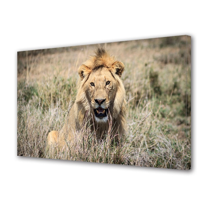 Tablou Canvas Premium, Art Star, Leu fotogenic, Animale, Panza pe cadru de lemn, Decoratiuni Moderne pentru Casa, 20 x 30 cm