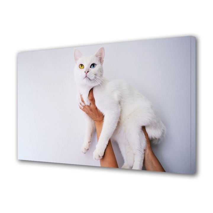 Tablou Canvas Fosforescent, Luminos in Intuneric, Premium, Art Star, Pisica alba cu heterocromie, Animale, Panza pe cadru de lemn, Decoratiuni Moderne pentru Casa, 30 x 45 cm