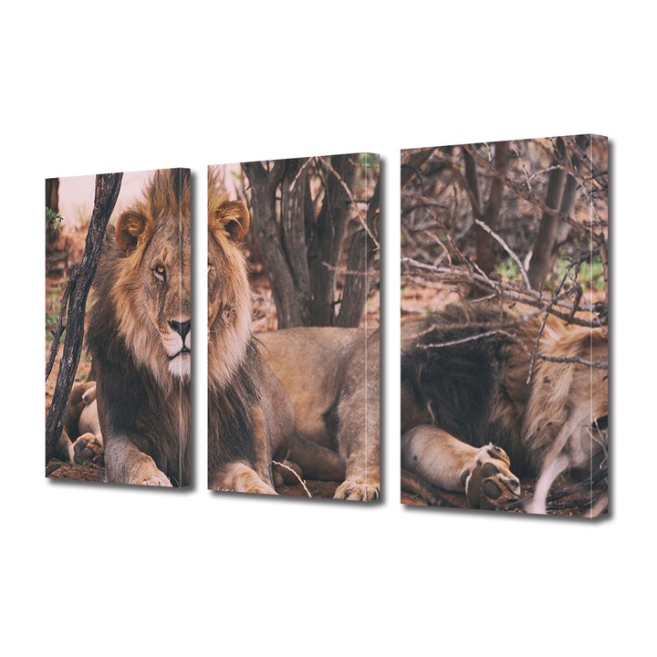 Set Tablouri Multicanvas 3 piese, Art Star, Lei in mediul lor, Animale, Panza pe cadru de lemn, Decoratiuni Moderne pentru Casa, 3 x 40 x 60 cm