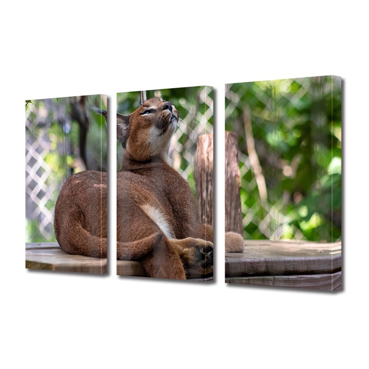 Set Tablouri Multicanvas 3 piese, Art Star, Linx mandru, Animale, Panza pe cadru de lemn, Decoratiuni Moderne pentru Casa, 3 x 20 x 30 cm