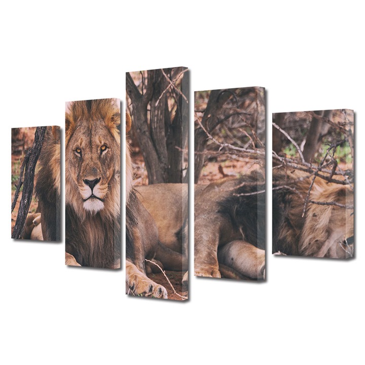 Set Tablouri Multicanvas 5 piese, Art Star, Lei in mediul lor, Animale, Panza pe cadru de lemn, Decoratiuni Moderne pentru Casa, 80 x 150 cm