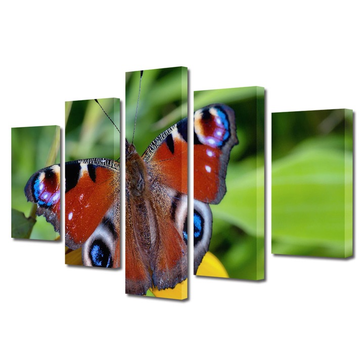 Set Tablouri Multicanvas 5 piese, Art Star, Fluture cu diverse modele, Animale, Panza pe cadru de lemn, Decoratiuni Moderne pentru Casa, 120 x 225 cm