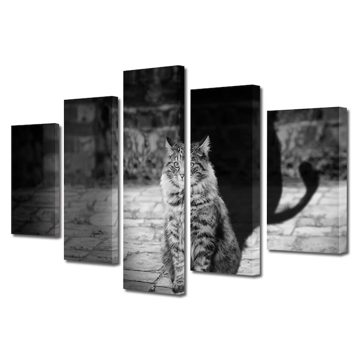 Set Tablouri Multicanvas 5 piese, Art Star, Umbra pisicii imagine in alb si negru, Animale, Panza pe cadru de lemn, Decoratiuni Moderne pentru Casa, 60 x 100 cm