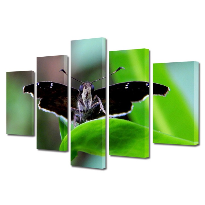 Set Tablouri Multicanvas 5 piese, Art Star, Fluture negru cu aripile conturate in alb, Animale, Panza pe cadru de lemn, Decoratiuni Moderne pentru Casa, 110 x 200 cm